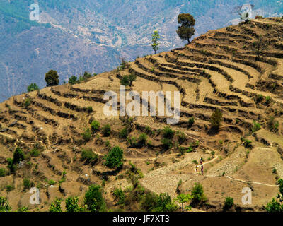 Extensive terraced fields at the remote Tamli village on the Kumaon Hills. This is a village visited by Jim Corbett when after the Talla Des maneater Stock Photo