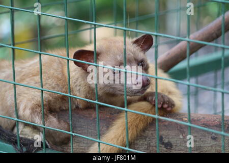 Civet in a Cage Stock Photo