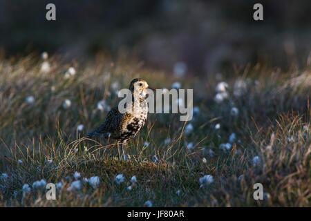 European Golden Plover Pluvialis apricaria Unst Shetland June Stock Photo