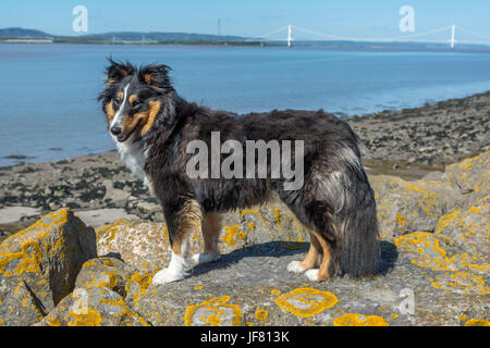 Shetland Sheepdog on the rocks Stock Photo