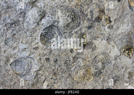 Fossil Brachiopods from the Upper Cambrian, Snowdonia, Wales Stock Photo