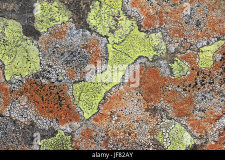 Rhizocarpon Lichen Patterns On Upland Rock, Snowdonia National Park Stock Photo