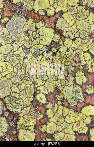 Map Lichen Rhizocarpon geographicum in Snowdonia National Park, Wales Stock Photo