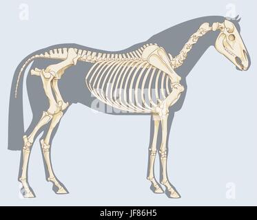 Horse skeleton Stock Vector