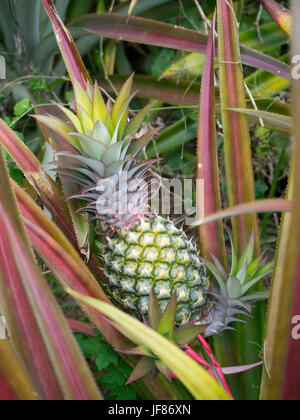 Pineapple growing in Colombian jungle fruit garden Stock Photo
