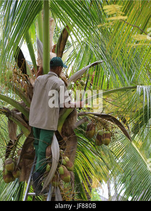 Coconut palm, harvest Stock Photo