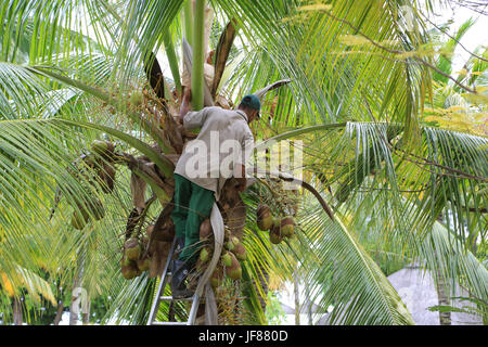 Coconut palm, harvest Stock Photo