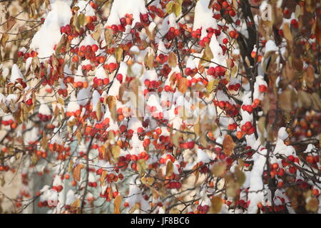 red Apple apples  in snow Stock Photo