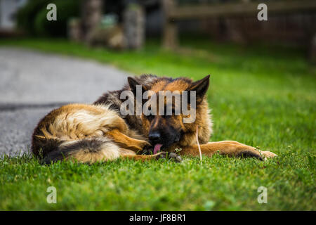 German Shepherd dog (Canis lupus familiaris) lying on the grass and licking its paw. Stock Photo