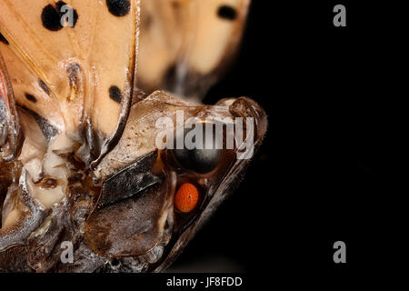 Spotted lanternfly, face 2017-06-08-1758 35006933740 o Stock Photo