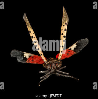 Spotted Lanternfly, face 2 2017-06-16-1653 35006931590 o Stock Photo