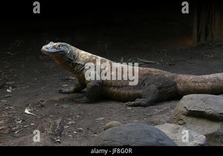 Male Indonesian Komodo dragon (Varanus komodoensis) Stock Photo