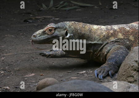 Close-up of the head of an Indonesian Komodo dragon (Varanus komodoensis), forked tongue flicking out, picking up scents in the air. Stock Photo