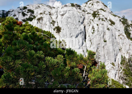 creeping pine from Velebit mountain, Croatia Stock Photo