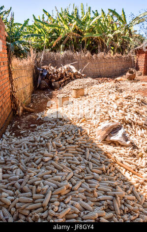 Maize cobs heaped up ready for shelling with two full baskets in an area protected by a grass fence in the rural village of  Thomo, Malawi, Africa Stock Photo