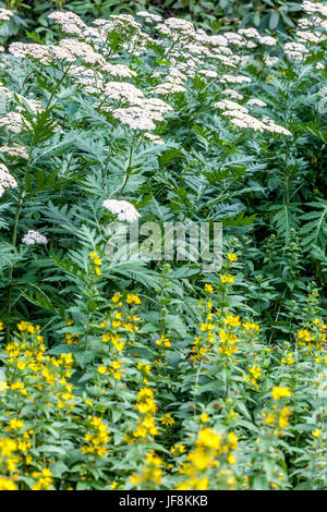 Rayed Tansy, Tanacetum macrophyllum blooming foreground Lysimachia punctata Stock Photo