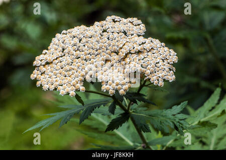 Rayed Tansy, Tanacetum macrophyllum blooming Stock Photo