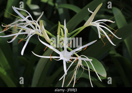 Swamp Lily, Crinum pedunculatum asiaticum