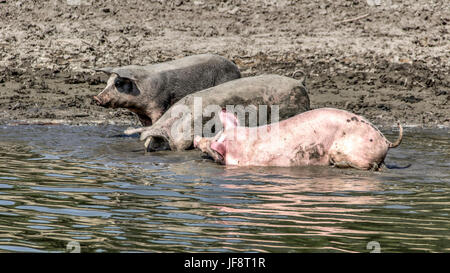 Danube, Serbia - Domestic pigs wander along the riverbanks cooling down in the water and seeking food Stock Photo