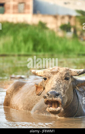 A portrait of a water buffalo with its mouth open on a rice field in Phong Nha ke bang national Park, Vietnam. Taking a mud bath. Stock Photo