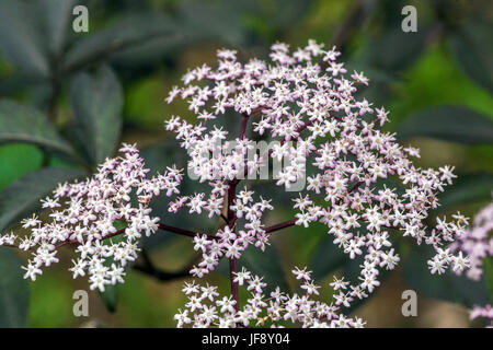 Black elder Sambucus nigra ' Thundercloud ' flower Stock Photo