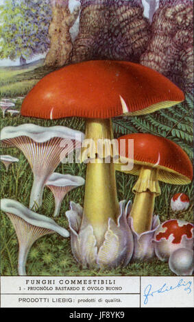 Miller / sweetbread mushroom (Clitopilus prunulus) and Caesar's mushroom (Amanita caesarea). Edible mushrooms. Liebig collectors card, 1950 Stock Photo