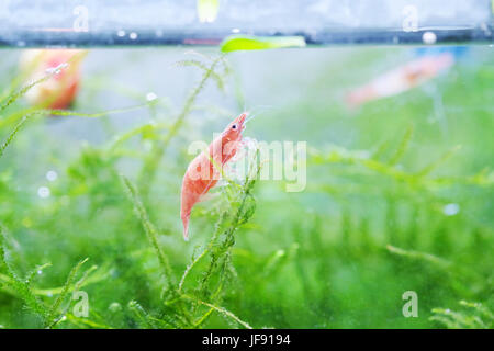 Portrait of a Red Cherry Shrimp Stock Photo