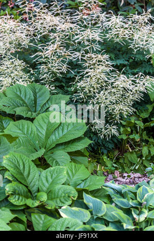 Aruncus aethusifolius ' Sommeranfang ', Rodgersia pinnata and Hosta, flowers for shady parts of the garden border Stock Photo