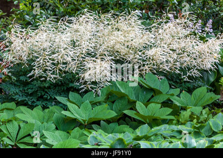Aruncus aethusifolius ' Sommeranfang ', Rodgersia pinnata, perennial flowers garden Stock Photo