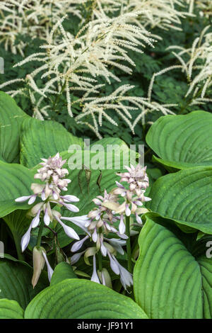 Aruncus ' Sommeranfang '  'Hosta Green Acres' white flowers garden Stock Photo