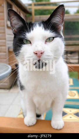 Bandit, an adult male black and white cat living as a permanent resident at a West Sussex Animal Sanctuary Stock Photo