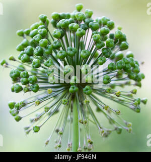 seed vessels Allium cristophii Stock Photo
