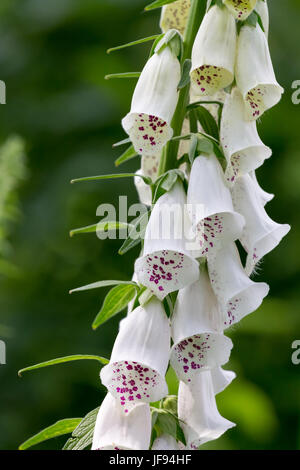 Digitalis purpurea alba Stock Photo