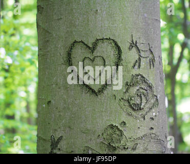 heart engraved in tree Stock Photo