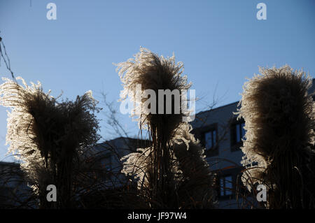 Miscanthus sinensis, Chinese silver grass Stock Photo