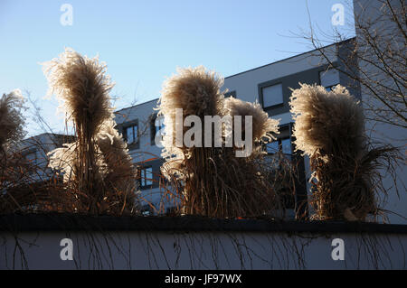 Miscanthus sinensis, Chinese silver grass Stock Photo