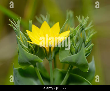 Yellow-wort - Blackstonia perfoliata Limestone Grassland Flower Stock Photo