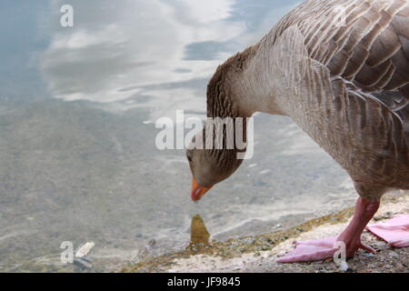 Goose drinking from a lake Stock Photo