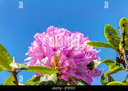 Rhododendron in full bloom Stock Photo