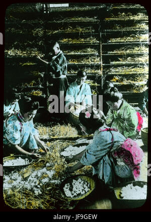 A photograph capturing the process of feeding silk-worms, an essential step in the production of silk. This image highlights the traditional practice of sericulture, an ancient craft still important in some parts of the world. Stock Photo
