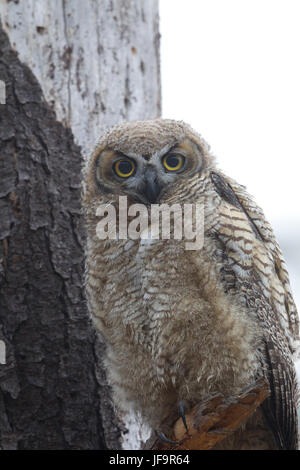 Great horned Owl Fledgling Stock Photo