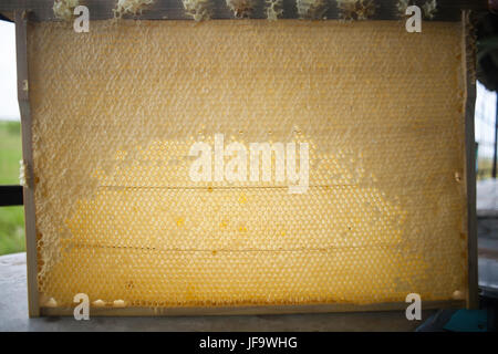 Bee honeycombs of wax in a wooden frame of a beehive full of tasty yellow May honey flower sealed with wax Stock Photo