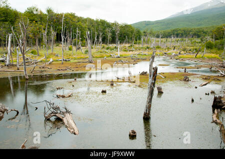Beaver Tree Deforestation - Tierra Del Fuego - Argentina Stock Photo