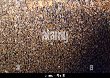 Many piles of a thousand bees dense layer on the frame with honeycombs and honey in a hive Stock Photo