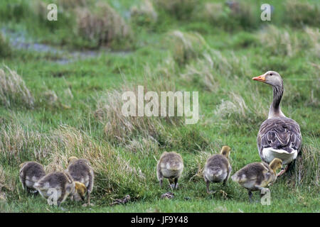 Greylag Goose, the chick is a gosling Stock Photo