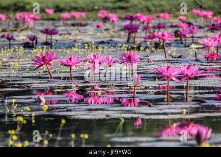 Small pond with pink water lilies Stock Photo