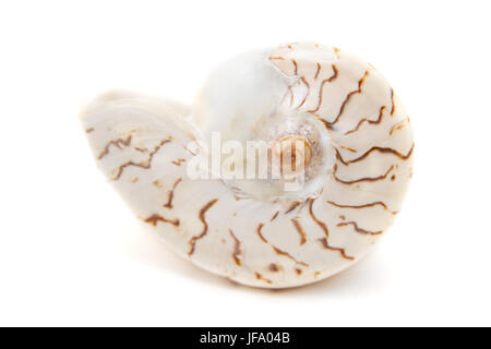 Pink seashell isolated on white