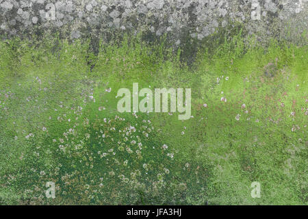 Moss and mold on wall Stock Photo