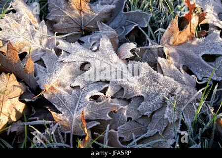 Oak leaves on a meadow in winter Stock Photo