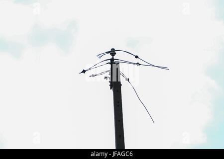 Mazovia, Poland. 30th June, 2017.  Storm unrooted trees in Mazovia, causing breaks on electricity and telecomunication. Heavy rain and thunderstorm continue to cross landscape. Credit: Jake Ratz/Alamy Live News Stock Photo